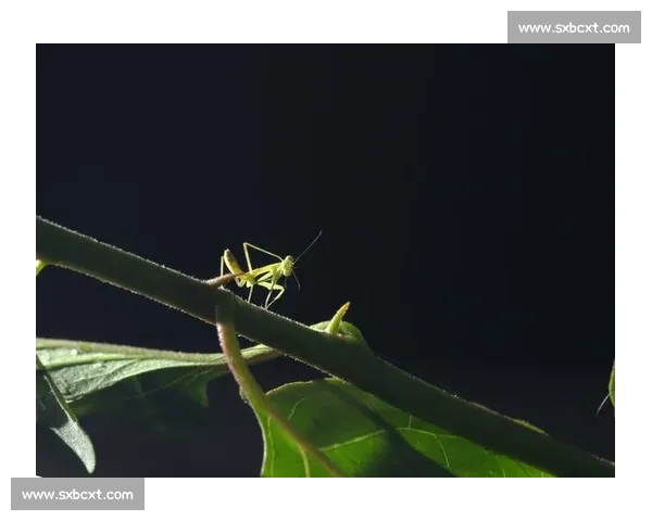 终点线前的 “螳螂”：跑者的失控与释放